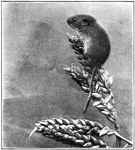 The Harvest Mouse