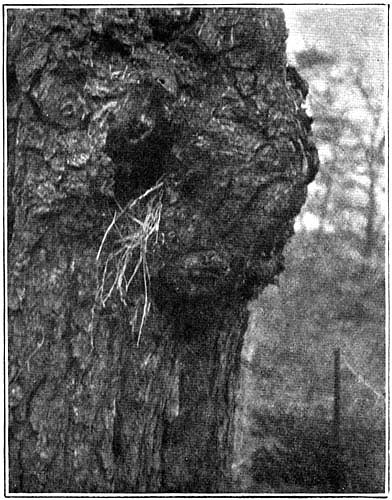 Hole of a tree-stump