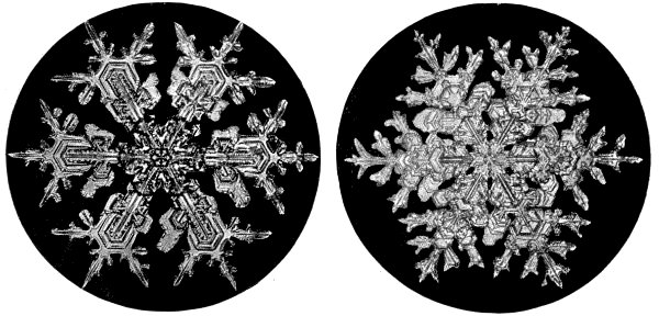 Snow-flakes from the Lower Regions of the Air.