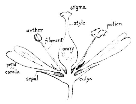 Fig. 2. The Parts of a Flower