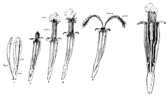 Fig. 11. Cross-fertilization of Cone-flower