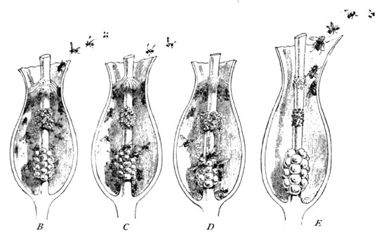 Fig. 13. The Fertilization of the English Arum. 2d, 3d, 4th, and 5th Stages