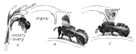 Fig. 4. Cross-fertilization of Arethusa
