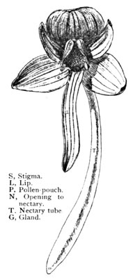 Fig. 5. Habenaria Orbiculata. A Single Flower Enlarged