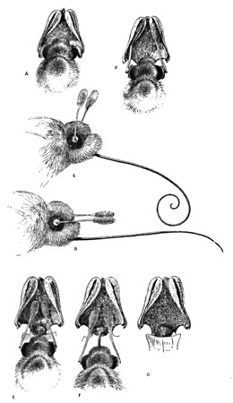 Fig. 6. Cross-fertilization of H. Orbiculata (Sphinx-moth)