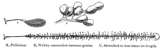 Fig. 8. Orchis Spectabilis