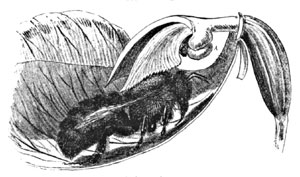 Fig. 18. The Bee Passing Beneath the Stigma