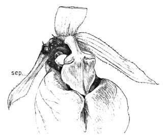 Fig. 18.  Bee Receiving Pollen-plaster on His Thorax