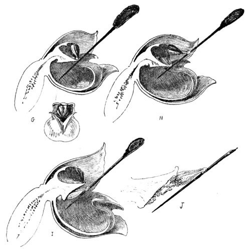 Fig. 21. Cross-fertilization of the Rattlesnake-Plantain. Side Sections