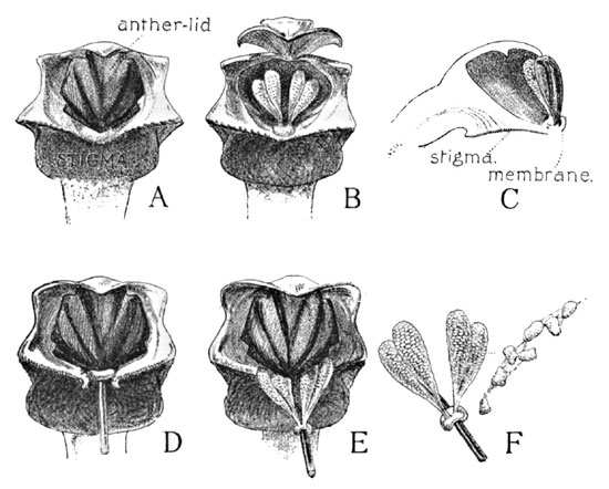 Fig. 20. Cross-fertilisation of the Rattlesnake-Plantain. Front View