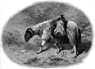 Sheep Carrying Load