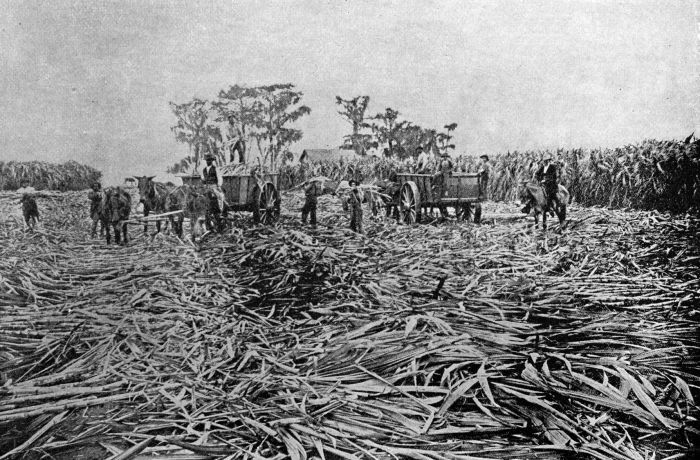 SUGAR PLANTATION OF EDWARD BUTLER. POTASH, LA.
One of the largest sugar cane growers in the state