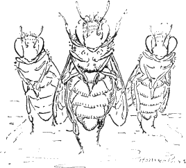 the queen bee with attendants