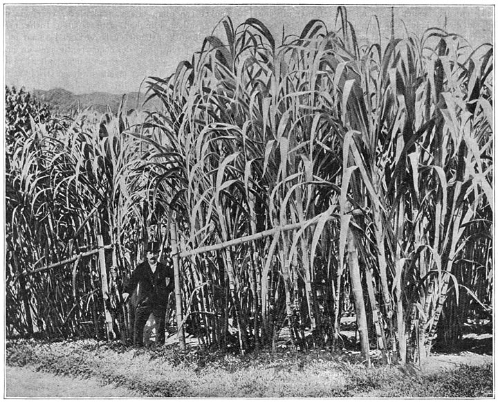 Eenige suikerrietsoorten, gekweekt uit de “seedlings”.