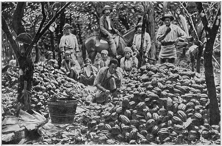 De cacao-oogst.