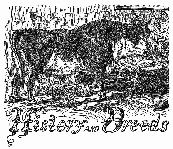 A Prize Bull