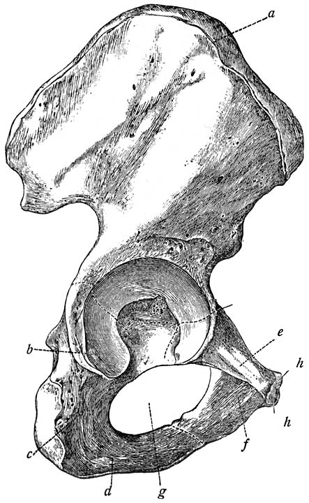 Fig. 3. Rechter heupbeen, van de buitenzijde gezien (Heitzmann).