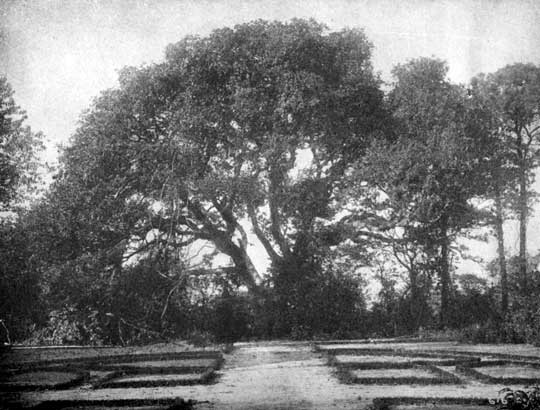 Large tree with spreading branches