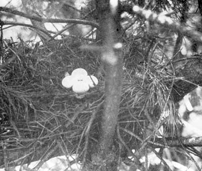 Elaborate Nest of Long-eared Owl