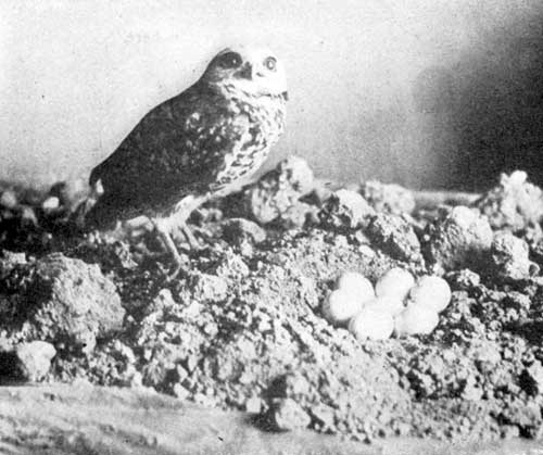 Burrowing Owl and Her Eggs