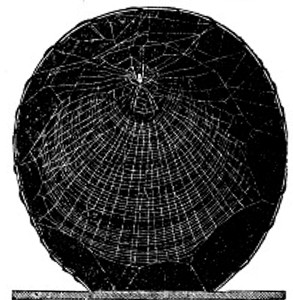 Fig. 7. Web of Nephila plumipes.