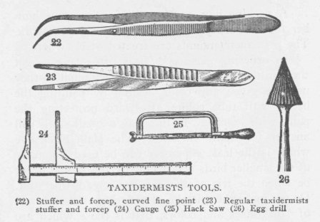TAXIDERMISTS TOOLS. (22) Stuffer and forcep, curved fine point (23) Regular taxidermists stuffer and forcep (24) Gauge (25) Hack Saw (26) Egg drill