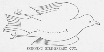 SKINNING BIRD-BREAST CUT.