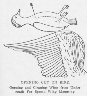 OPENING CUT ON BIRD. Opening and Cleaning Wing from Underneath For Spread Wing Mounting.