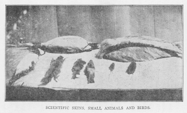 SCIENTIFIC SKINS, SMALL ANIMALS AND BIRDS.
