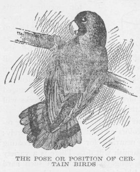 THE POSE OR POSITION OF CERTAIN BIRDS