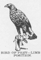 BIRD OF PREY—LIMB POSITION.
