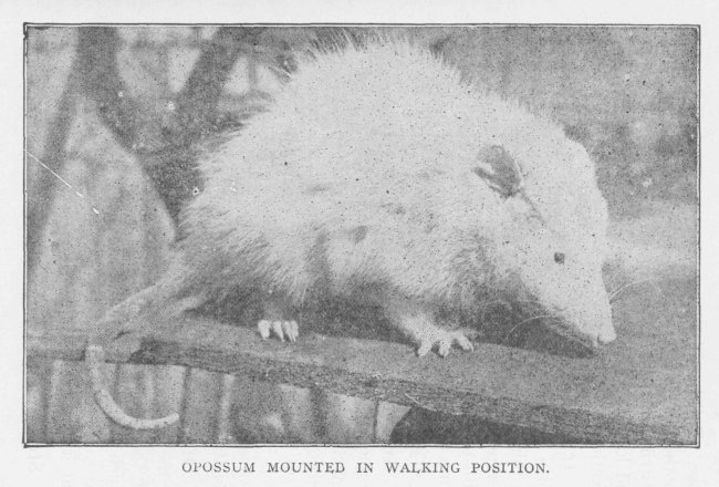 OPOSSUM MOUNTED IN WALKING POSITION.