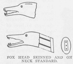FOX HEAD SKINNED AND ON NECK STANDARD.