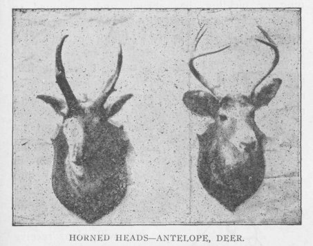 HORNED HEADS—ANTELOPE, DEER.