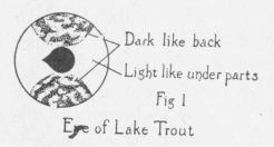 Fig. 1 Eye of Lake Trout