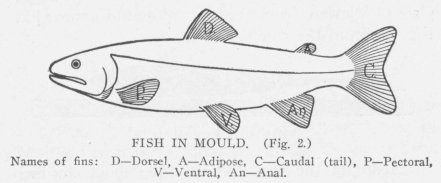 FISH IN MOULD. (Fig. 2.) Names of fins: D—Dorsal, A—Adipose, C—Caudal (tail), P—Pectoral, V—Ventral, An—Anal.