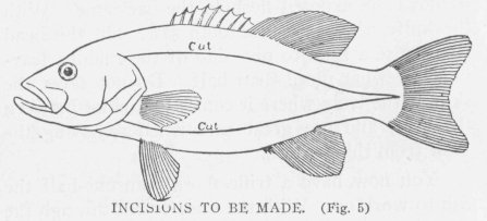 INCISIONS TO BE MADE. (Fig. 5)
