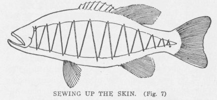 SEWING UP THE SKIN. (Fig. 7)