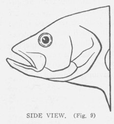 SIDE VIEW. (Fig. 9)