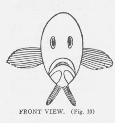 FRONT VIEW. (Fig. 10)