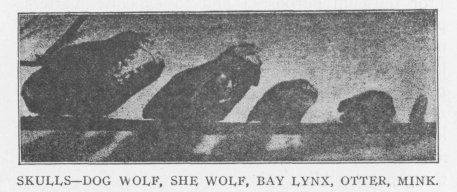 SKULLS—DOG WOLF, SHE WOLF, BAY LYNX, OTTER, MINK.