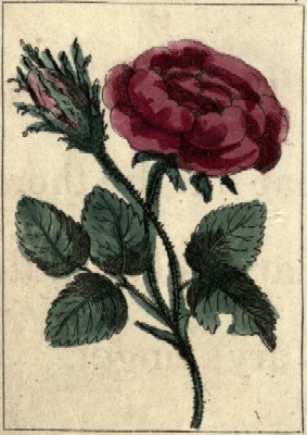 A Moss Rose.