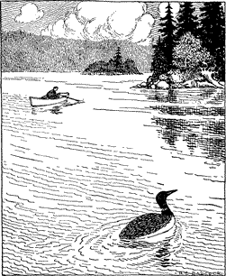 A loon swimming in a lake in the foreground with a man in a rowboat in the background