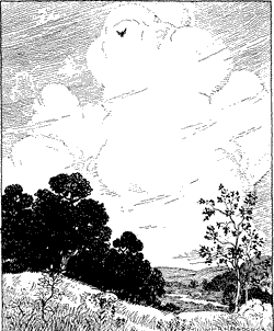 A bird soaring over a rural landscape