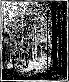 A child in a sunny clearing in the woods