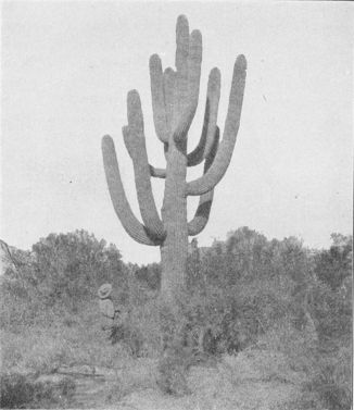 A giant cactus in Arizona