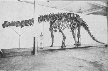 The Brontosaurus (herbivorous dinosaur)