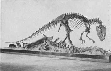 The Allosaurus (carnivorous dinosaur)
