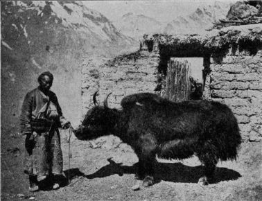 The yak not only serves as a beast of burden, but furnishes milk, butter, and meat