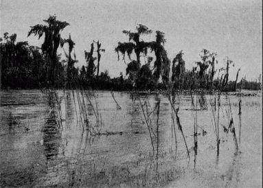 The Everglades of Florida
